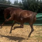 🐴🔥🧡Daren 🧡🔥🐴 - @daren_the_ottb - Instagram