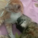 Meong meong meongg??🥺🥺 - @daren.renn - Instagram