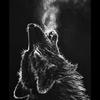 Darren Wolf - @darren.wolf - TikTok