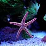 Astera Daria - Facebook