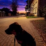 Daria & Cooper - @coop.dary - Instagram
