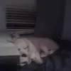 Darian Graham - @darian.graham7 - TikTok