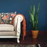 F A R I B A - @daria.houseplant - Instagram