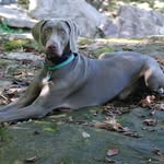 Darien Parks - @augiethedoggie_20 - Instagram