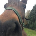 Hackim Lien - @manege.hackim.darianca.quick - Instagram