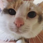 Darien Young - @snow_wyvern - Instagram