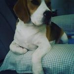 Darin Andrews - @timbertoycreations - Instagram