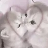 Darinau - @kitii_0123 - TikTok