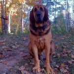 Darin Bowling - @walterbloodhound - Instagram