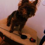 Darrin Bryant - @manilla.yorkie - Instagram