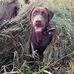 Brown Dog Acres- Darin Dunn - Facebook