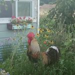 Darin Wilcox - @d_dubbfarm - Instagram