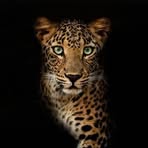 Dario Guzman - Facebook