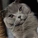 @dario_scottish_fold - Instagram