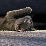 Darian Spencer - @mekatevero1231 - Instagram