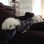 Aldous/RIP Darius/ Cousin Jane/Foster Amos - @fluffylittlecows - Instagram