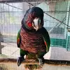 Darius Mayers - @darius.mayers7 - TikTok