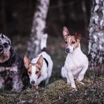 Dariusz Ebertowski - @dariuszebertowskiszeryfoo - Instagram