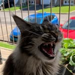 Annette Waterloos - @chats_darius_luna - Instagram
