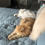 Darius & Luna - @darius_and_luna - Instagram