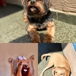 DARIUS🩵🐾LEONA🩷🐾LUNA🩷🥹 - @dariusyorkshire - Instagram