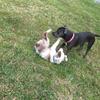 Luna and Arius 💗💕🐶 - @lunaandarius - TikTok