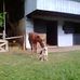 Darius Merchant - Facebook