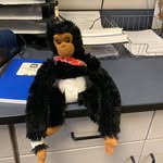 Dariaus - @darius_the_drippy_monkey - Instagram