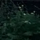 DariusMorandiGoatro - @kingvoon5 - TikTok
