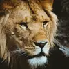 Darius Norman - @darius.norman6 - TikTok