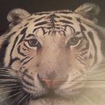 Darius Ortiz - @dariusortiz5 - Instagram