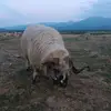 dariuspoenaru385 - @dariuspoenaru385 - TikTok