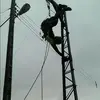 dariusrodriguez77 - @dariusrodriguez77 - TikTok