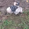 Darius Roman - @darius.roman8 - TikTok