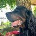 Darius &amp; Johnstone De Cinq a Sept Setter Gordon - Facebook
