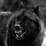 Dark Wolf Fitness - @darkwolffitness - Instagram