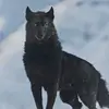 ダークウルフ🐺　DarkWolf - @darkwolf000001 - TikTok