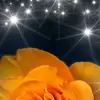 Darl Rose619 - @darlrose619 - TikTok
