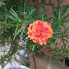 Darl Rose - @darl.rose1 - TikTok