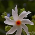 Darl Rose - Facebook