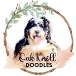 Mini Bernedoodles ~ Darla Allen - @oakknolldoodles - Instagram
