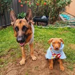 🤍 Darla & Reggie 🐾 - @darla_and_reggie - Instagram