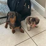 Darla & Arnold - @darla_arnold___dachshund - Instagram