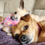 Darla & Arnold - @dna.themutts - Instagram