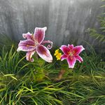Darla Bailey-Imhoff - @darlastar1 - Instagram