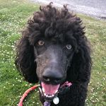 Darla Moonbeam and Bailey - @darla.moonbeam - Instagram