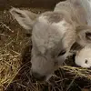 Darla Ball - @darla.ball7 - TikTok