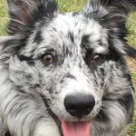 💙RIP Princess Darla Barnes 🐶 - @princessdarlabarnes - Instagram