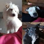 Two Pits, One Scruff - @baxter_petey_darla - Instagram