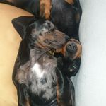 Bean & Darla - @beandarlaadventures - Instagram